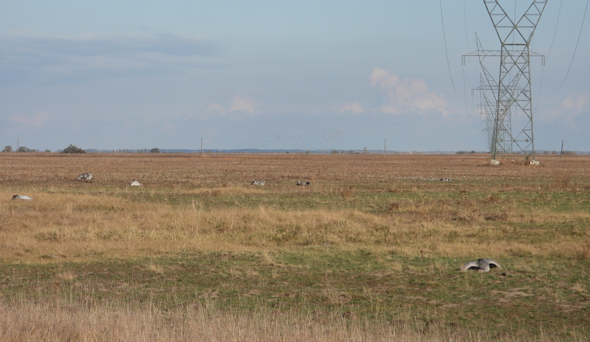 30. kép Vezetéknek ütközött darvak.jpg